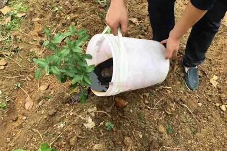 玉米需要多少氮磷钾肥