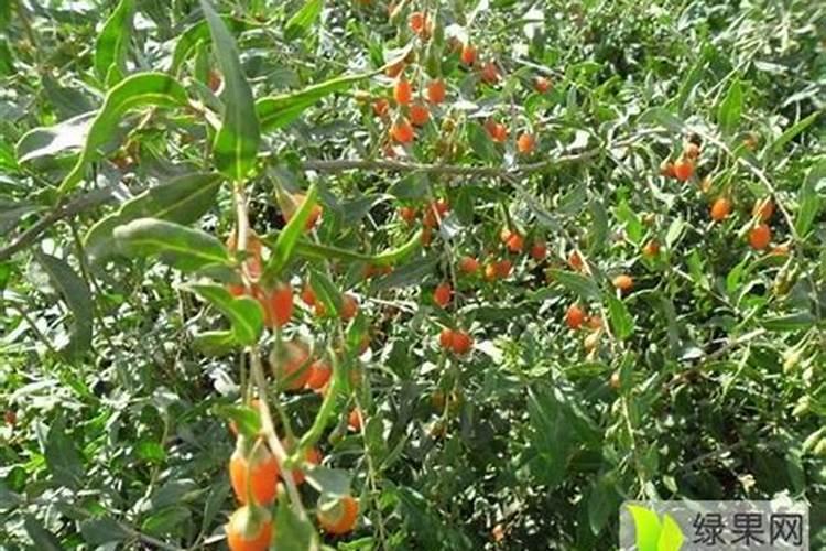 芹菜用什么肥料长得好？芹菜保花保果冲施什么肥料好？