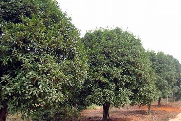 四季桂怎么施肥