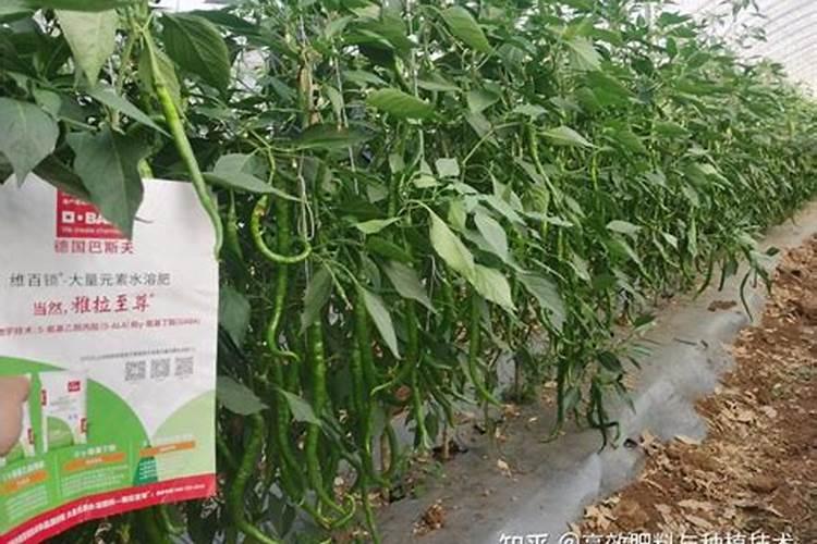 种植线椒的时候,应该如何进行田间管理？