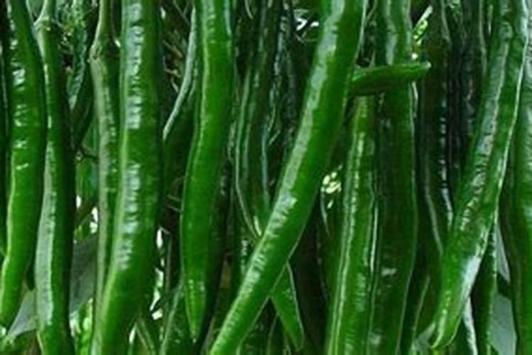 求线椒种植技术