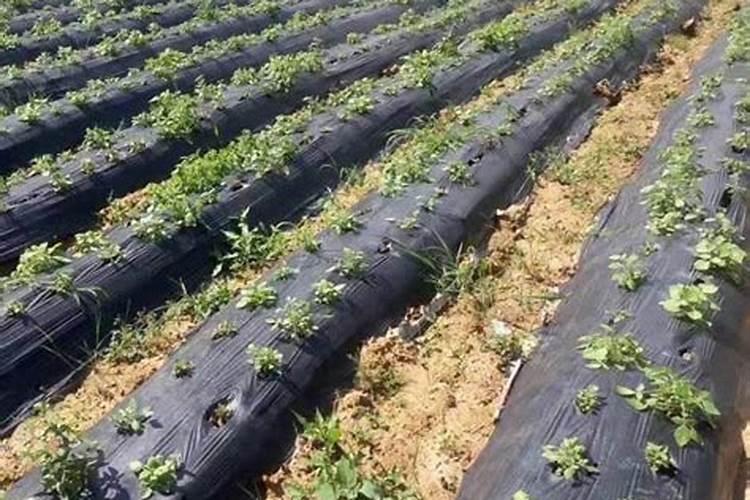 我种的线椒弯曲,有好法吗