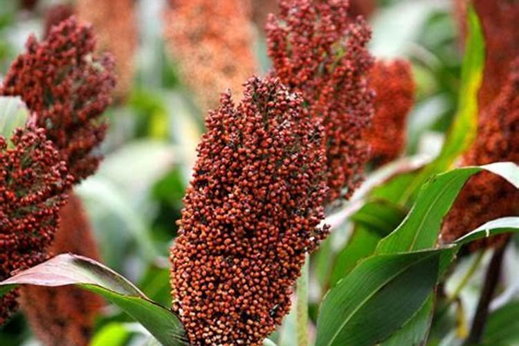 辽西地区适合种红缨子高粱吗辽西地区适合种红缨子高粱吗？