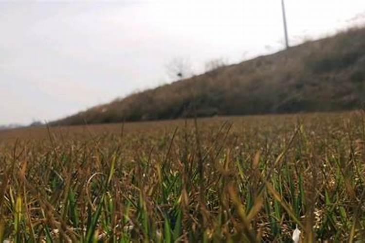 山竹田间怎么种植好 如何施肥