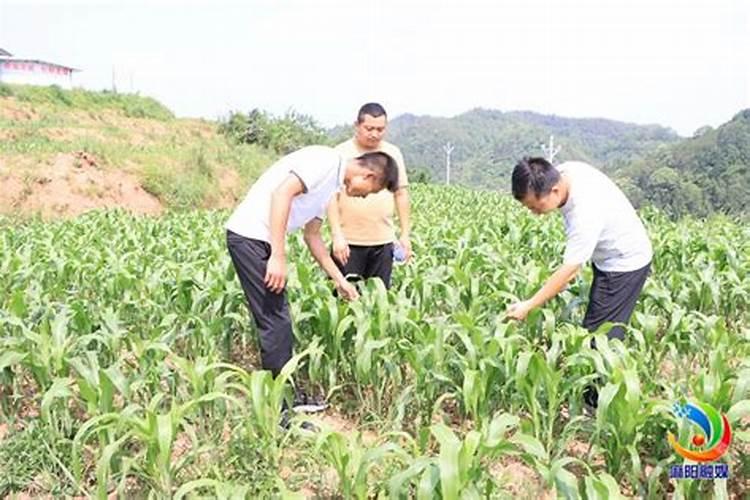 高粱怎么种植,红缨子高粱怎么种植