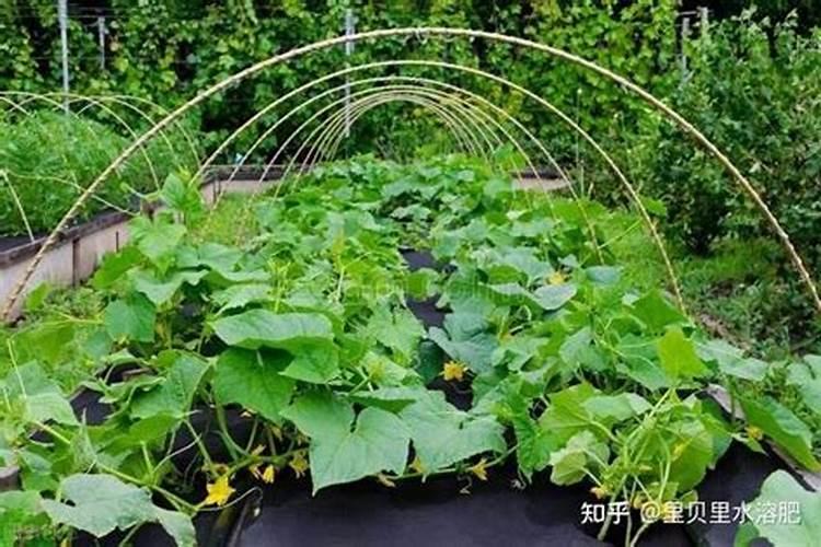 牡丹花开花期前要施肥吗 牡丹花开花期前要施肥