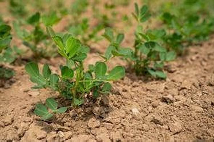 小麦拔节期追肥的技术要点,附注意事项