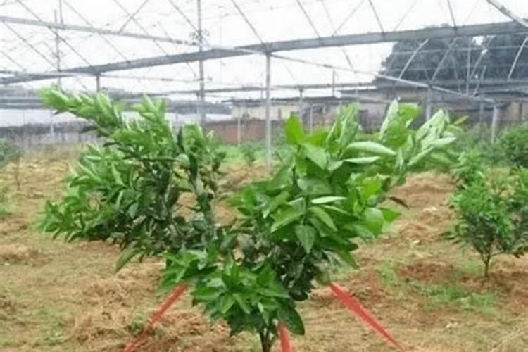 柑橘全年施肥时间表