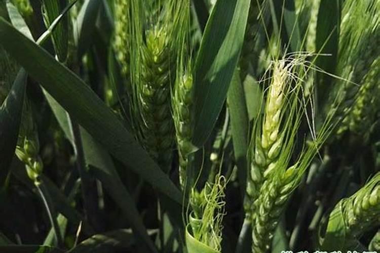 苗木种植一般用什么肥料