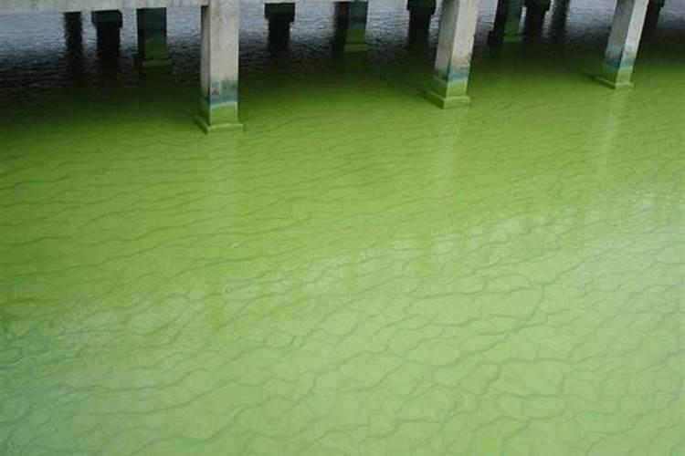 磷肥对鱼塘的作用及功能