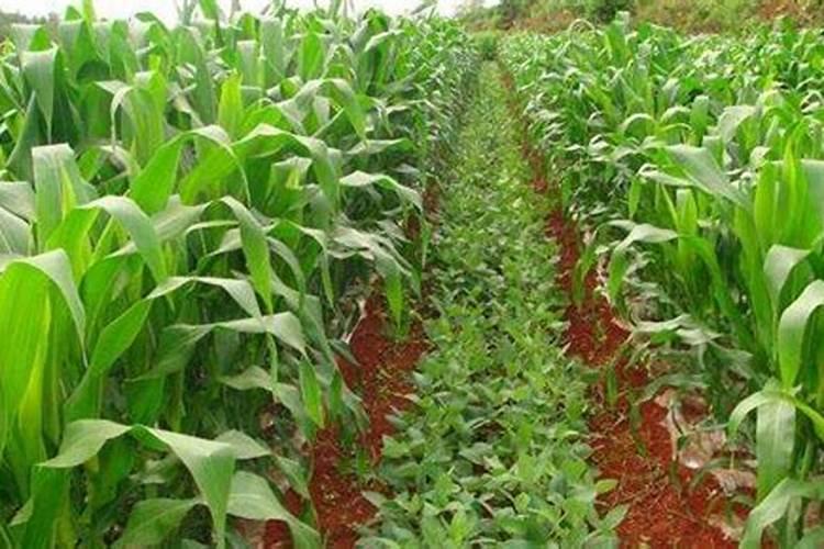 为什么大豆和玉米种在一起更好