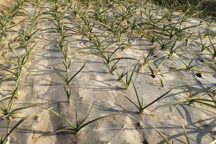 苜蓿过冬前能给化肥吗？