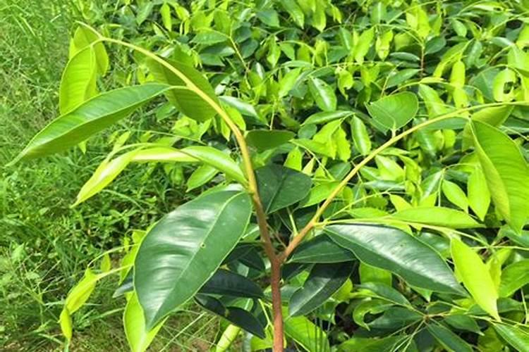 椅楠苗用水溶肥可以吗