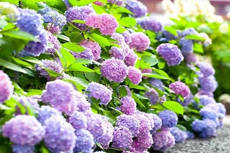 绣球花怎么施肥,绣球花施肥方法