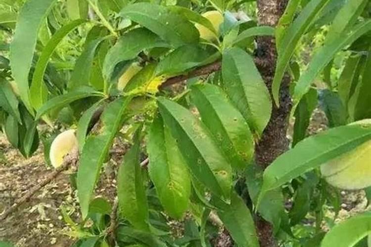 桃树如何使用芸苔素