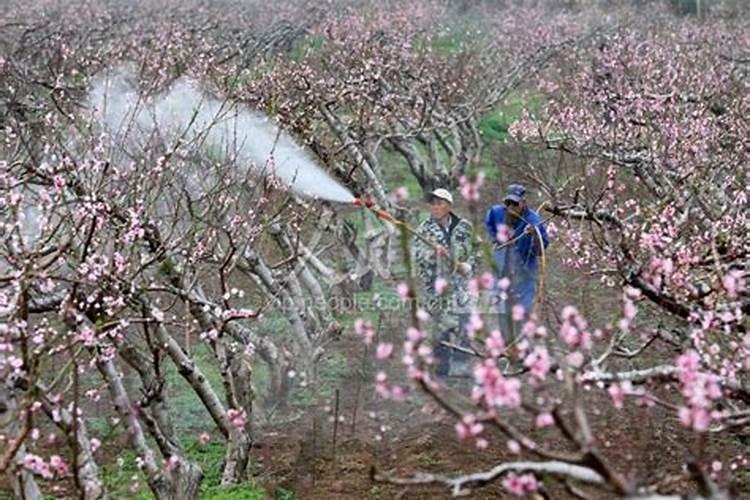 桃树流胶病桃树穿孔病怎么防治