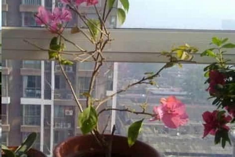 三角梅施肥方法和时间