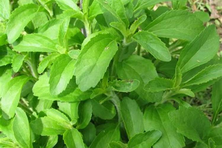 花生麸泡几天可以施肥,怎么制作成水溶肥