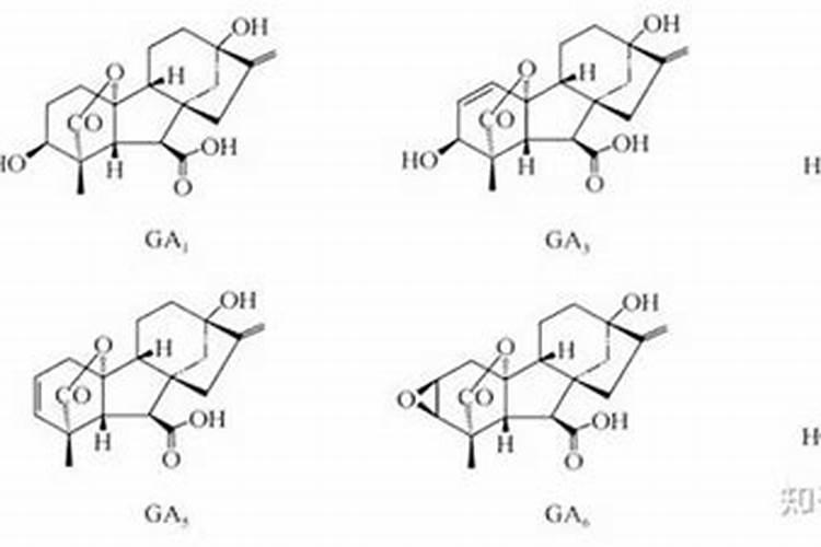 长春花花期施肥