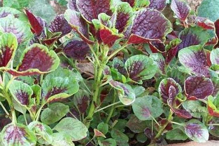 长春花要怎么养护开花多