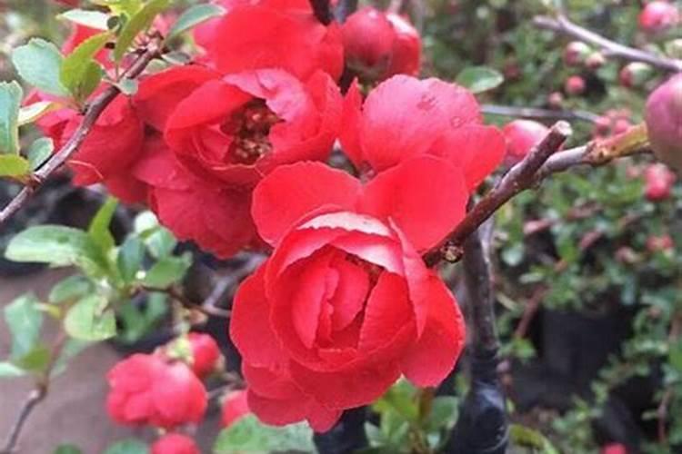 尿素和硫酸钾可以混合喷洒在玉米上吗