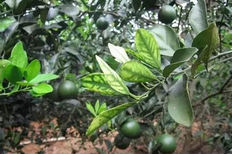 请问柑桔叶片缺锌怎么办？