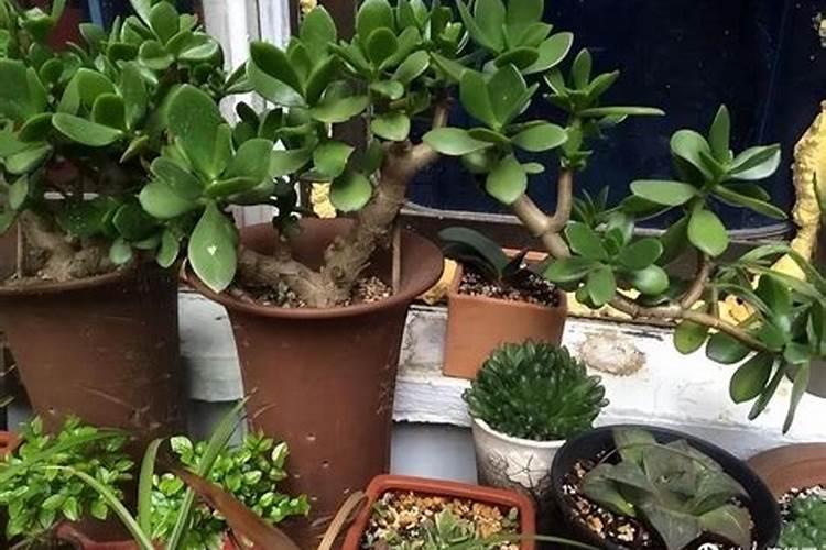 buv叶绿素氨基酸洗面奶有用吗