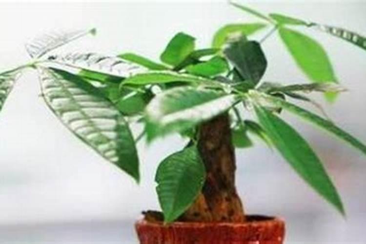 招财树怎么养