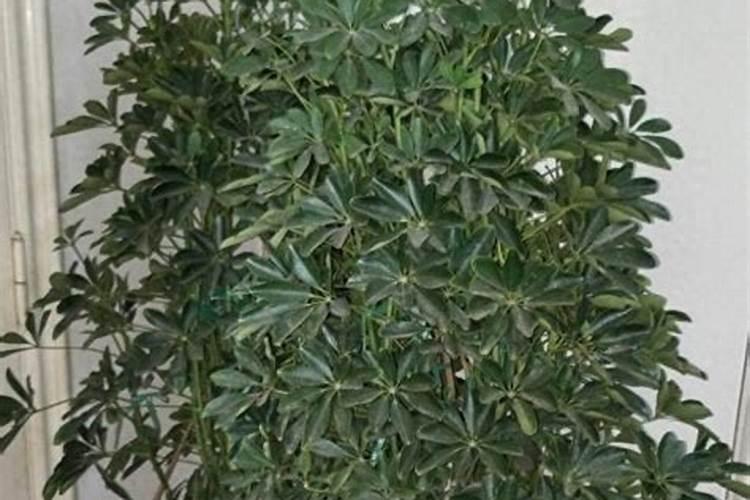 招财树有的叶子变黑掉了、有的绿叶也掉,为什么