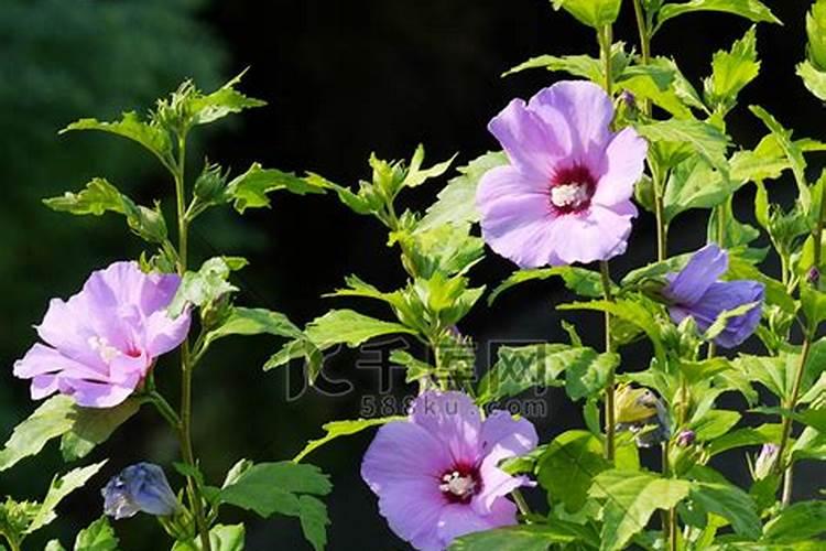 芙蓉花花期用什么肥