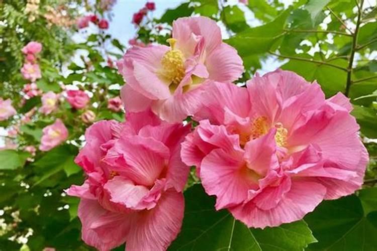 芙蓉花施什么肥最好？