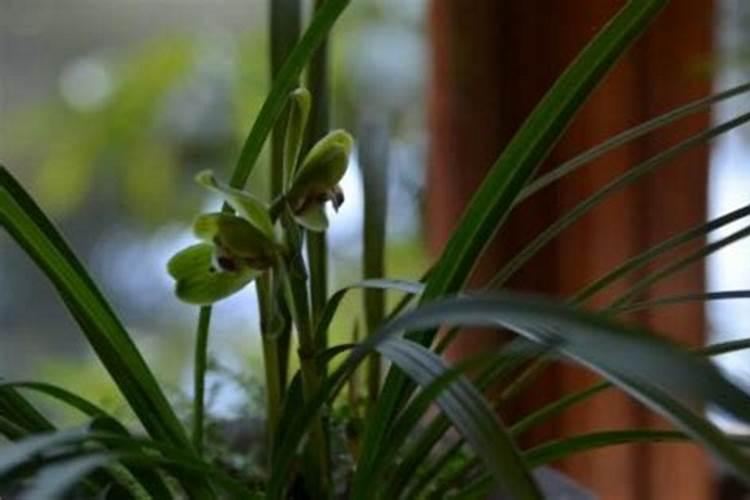 什么水草不用水草泥也能养？