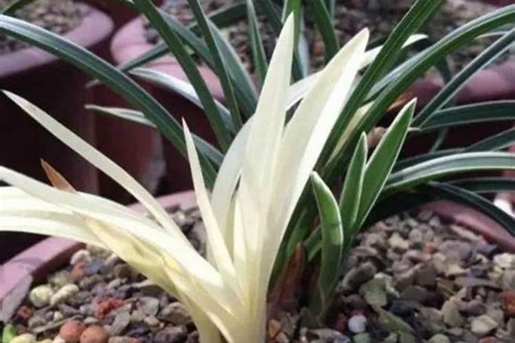 水草缸必须要用水草泥吗