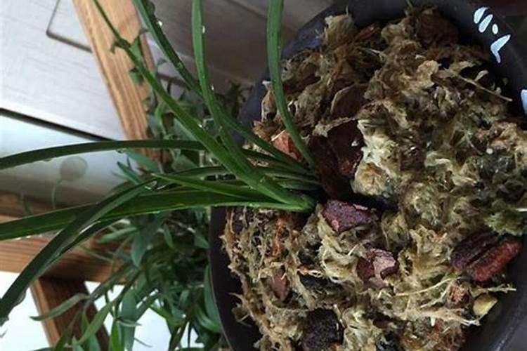 水草一定要用水草泥吗？