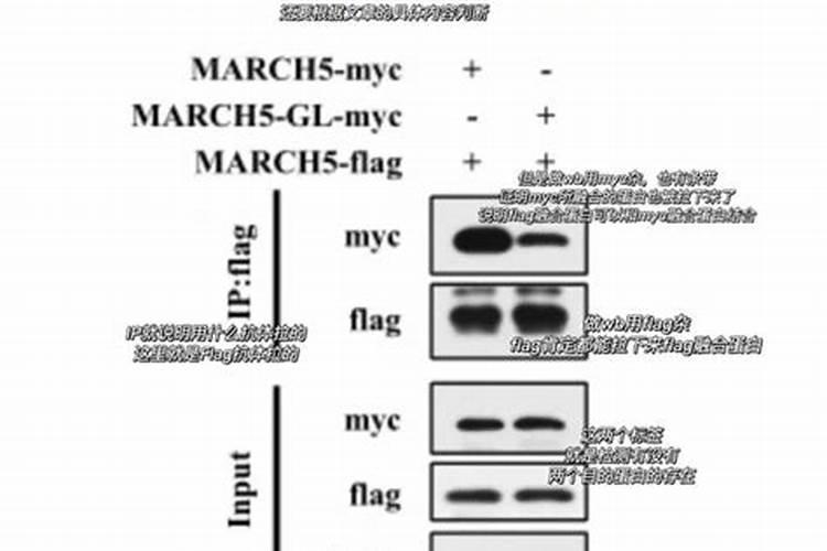 3P试验试验介绍