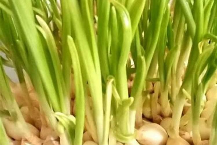 大蒜专用复合肥有哪些