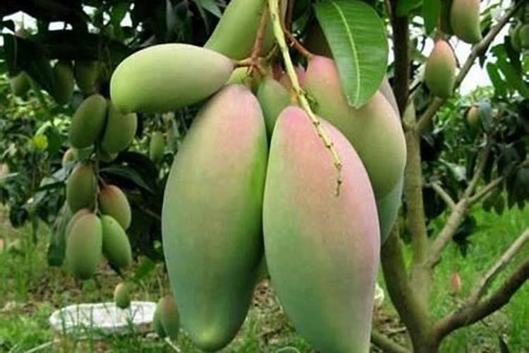 芒果开花期的管理技术是什么