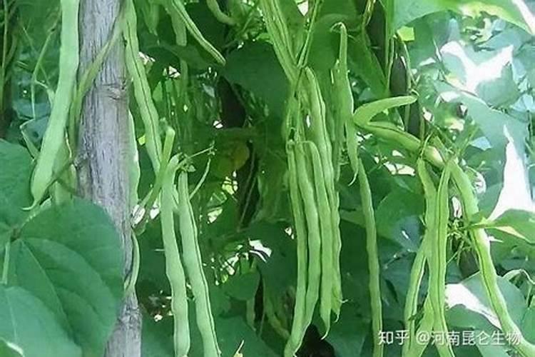 豆角追什么叶面肥结果好？叶面肥什么品牌好？叶面肥价格多少钱一斤？