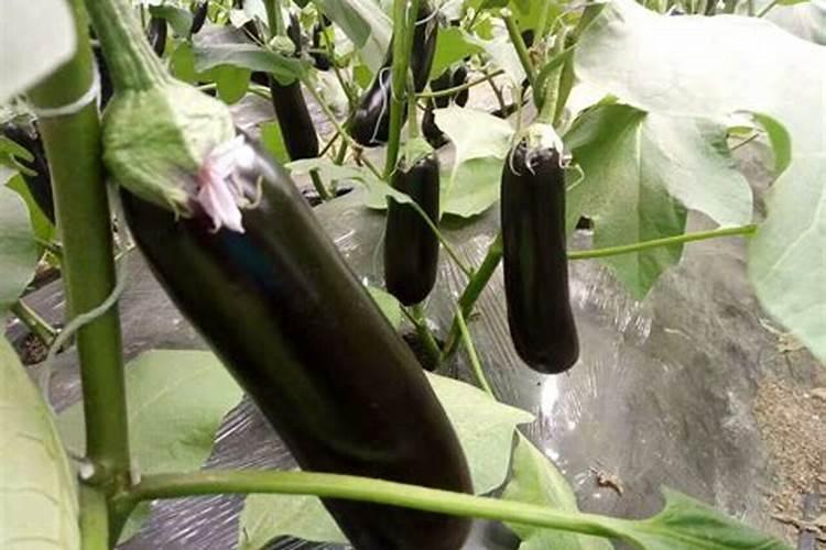 芸苔素内酯在茄子上使用有什么效果