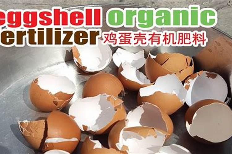 荸荠是什么东西