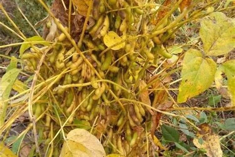 黄豆是怎么传播种子的？