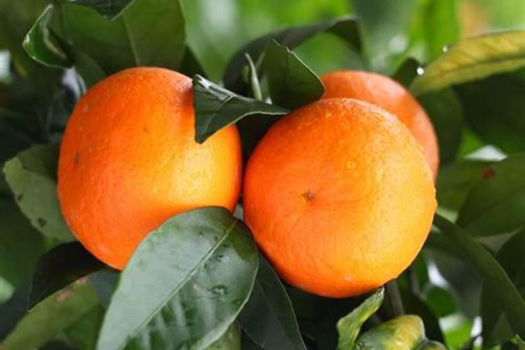 土瓜是不是凉性水果