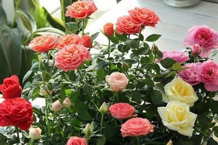 月季的施肥时间及方法