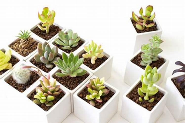 磷酸二氢钾养多肉效果