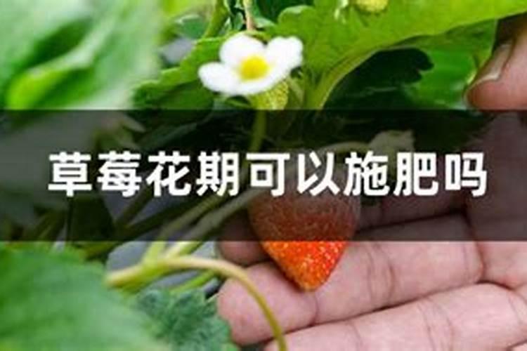 打算把茄子,辣椒等蔬菜改良成什么样子