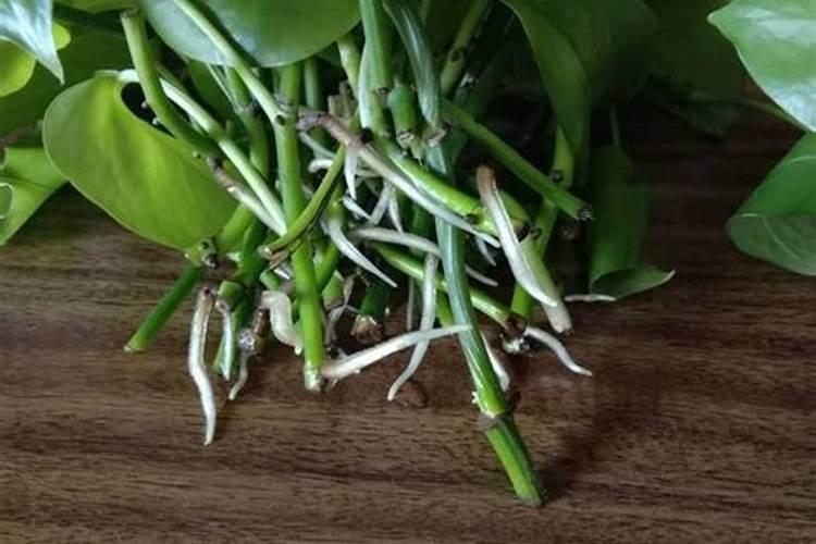 粉蕉黄叶病的原因及治疗处理方法