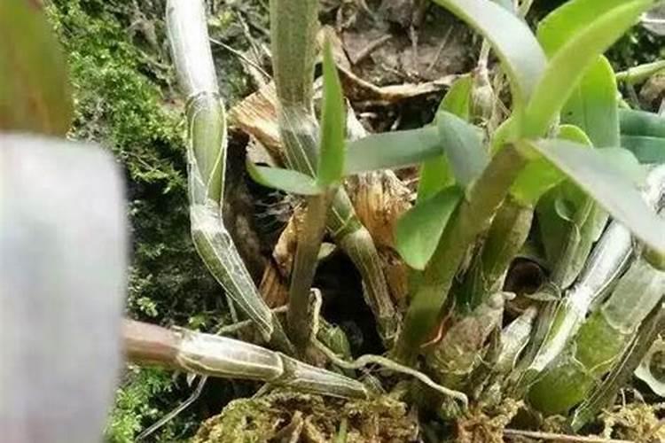 香菜用什么底肥好？香菜冲施肥用哪个？香菜水溶肥用矿源黄腐酸钾黑...