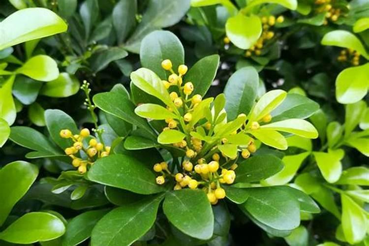 氮肥钾肥施肥时间和方法 氮肥钾肥施肥时间和方法分别是