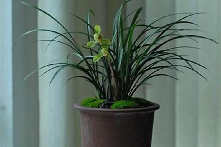 兰花史丹利磷酸二氢钾兑水比例