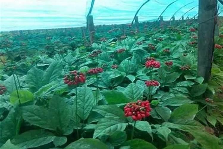 水稻施用氮肥过量有何危害